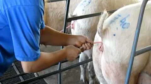 Como inseminar suínos?