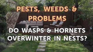 Do Wasps & Hornets Overwinter in Nests?