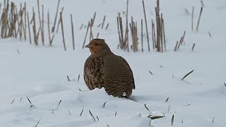 Koroptev polní (Perdix perdix)