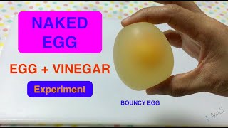 NAKED EGG | EGG AND VINEGAR EXPERIMENT | BOUNCY EGG | OSMOSIS IN EGG EXPERIMENT |