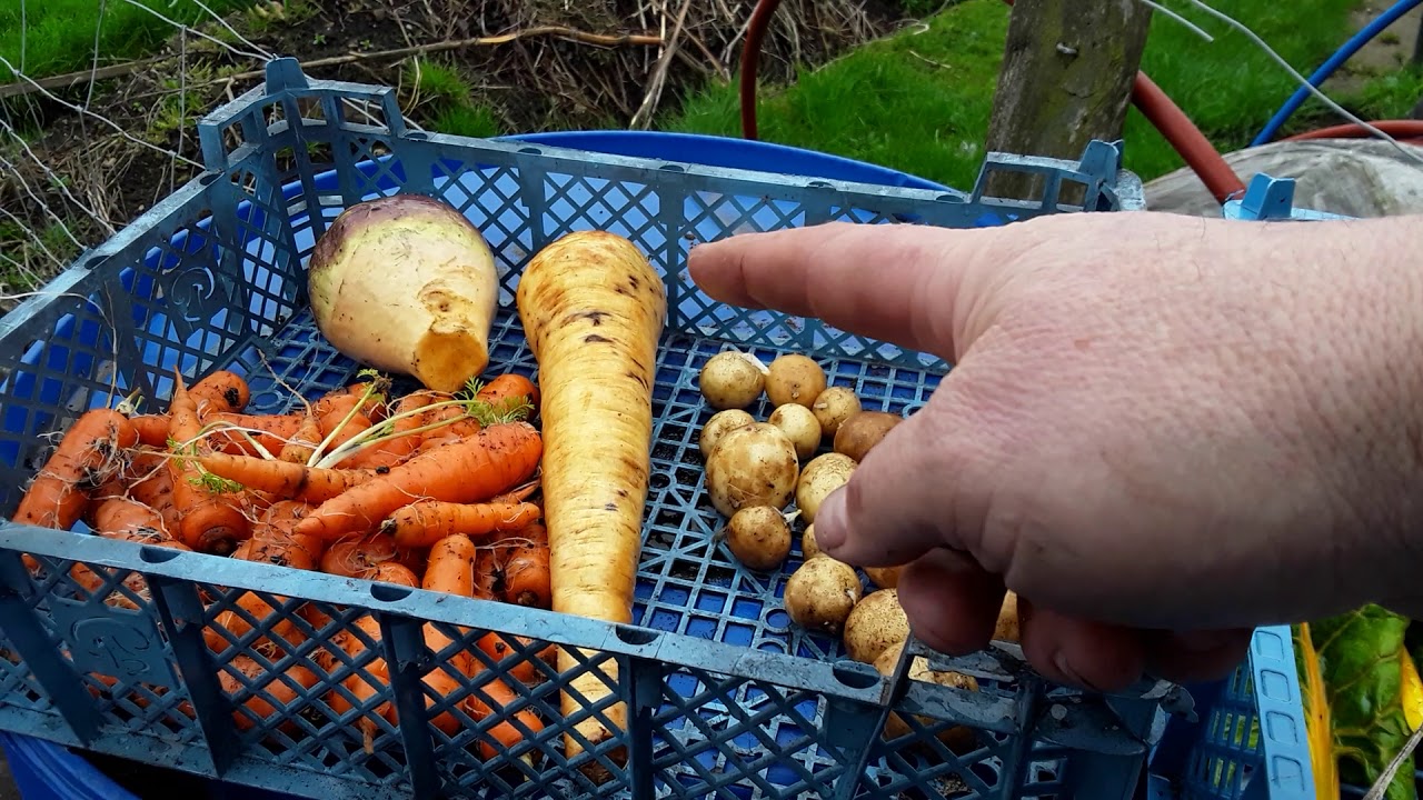 April Winter Vegetable Harvest "How Are My Veg Doing" 