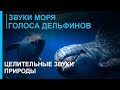 Звуки моря - шум волн ☯ Голоса дельфинов - Дао моря  ☯ Лучшая Музыка Души для отдыха ॐ