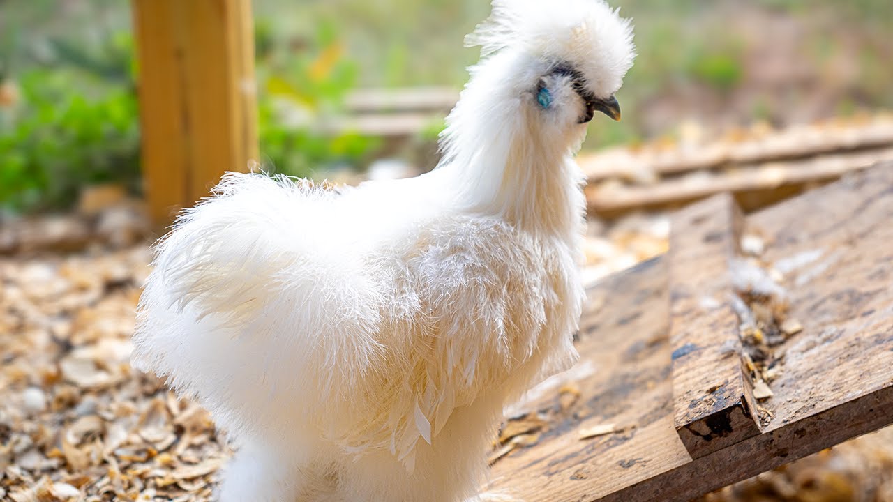 LIVE Chicken Cam: Silkie Bantams Roost, Snack, Explore