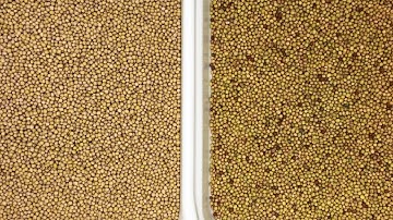 Satake EVOLUTION Sorting Natto Soybeans