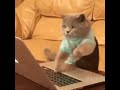 Kedi gif