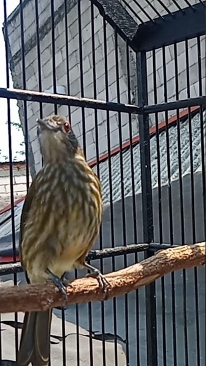 Burung Bayeman Gacor