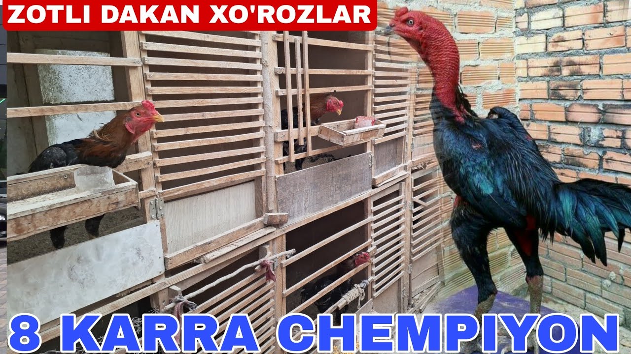 ANDIJONDA ALIMARDON AKANI CHEMPIYON DAKAN XO'ROZLARI - YouTube