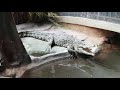 Bronx zoo20