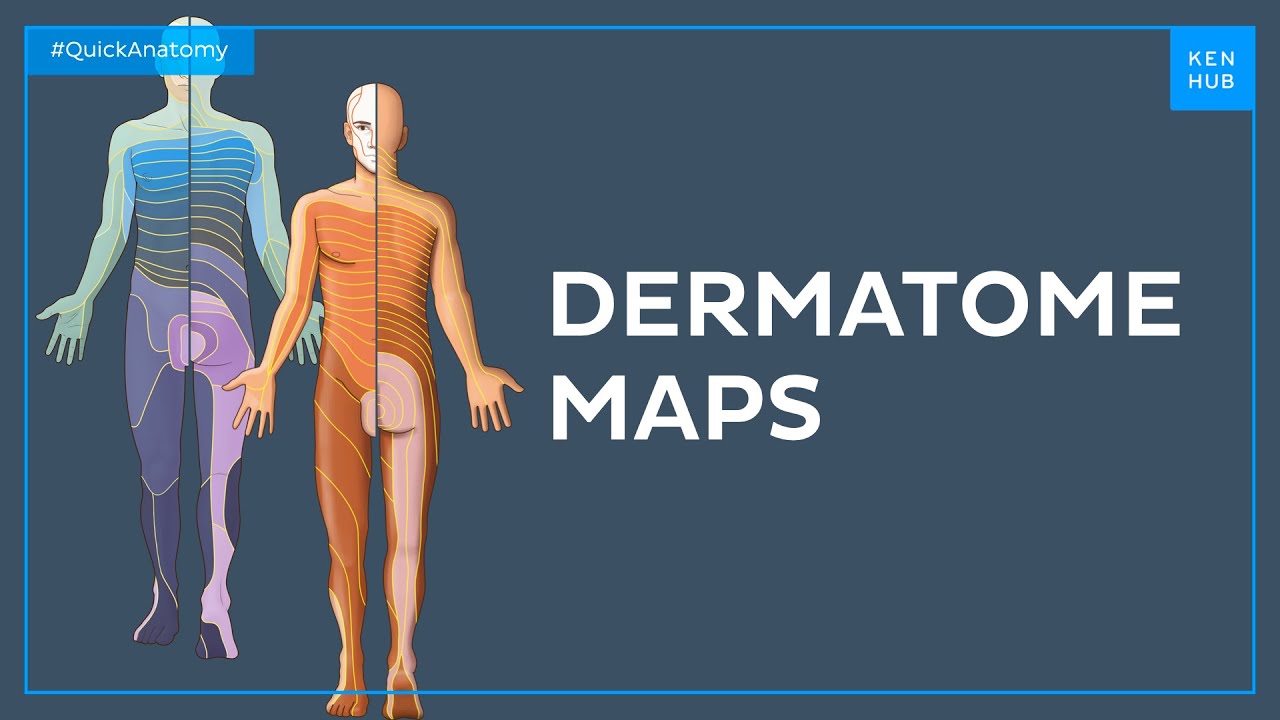 Derma Ms Map Dermatome maps - Quick Anatomy - YouTube
