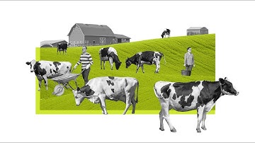 How would an absence of dairy cows affect nutrition and the environment?