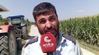 Buğday Fiyatı Yetmez: Tarlamı Ekemez Hale Geldim Resimi