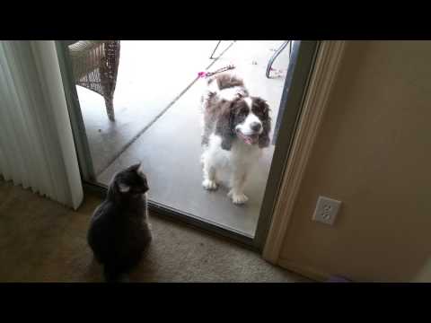 Cat toying the dog