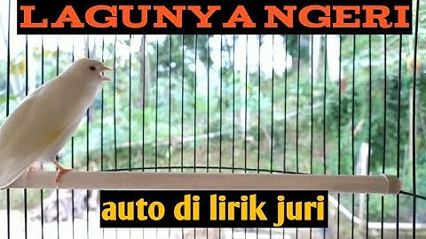 Kenari konslet..!!kenari ngerol nembak sejalur,cocok untuk masteran semua burung