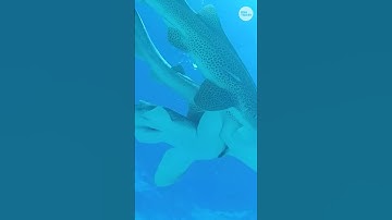 See shark trio recorded in rare mating scene #Shorts
