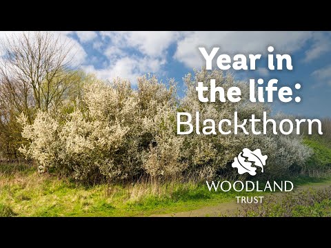 A Year in the Life of a Blackthorn Tree | Woodland Trust