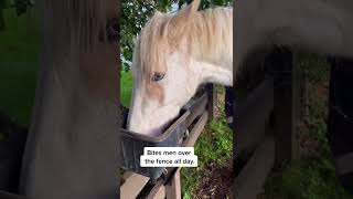 Girls Horse Club Idea Bean