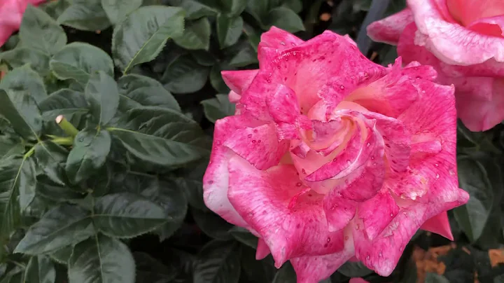 Cómo sujetar tus rosas durante la lluvia: consejos y materiales