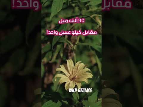 تخيل كم يطير النحل ليصنع كيلو عسل واحد