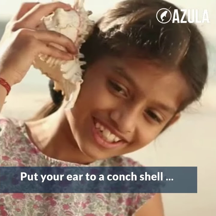 Why you can hear the ocean in a seashell azula youtube