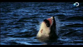 PROTECT BIODIVERSITY | BEED 1-B ( FINAL PROJECT STS ) DOCUMENTARY VIDEO