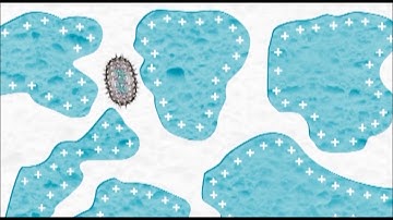 Speedflow Positive IV filter video Endotoxin JP