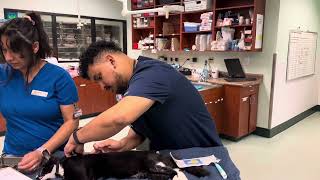 Skill 24 Microchip Penn foster