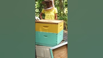 A very useful beekeeping tool! #shorts #bees #beekeeping #beekeeper #oiltrap #savethebees