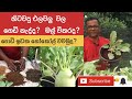 How to grow nokol in a pot |බඳුනක නෝකෝල් වවමුද?| Ceylon Agri | Episode 44