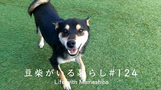 1週間ぶりに再会した愛犬のヒコーキ耳がかわいすぎた。