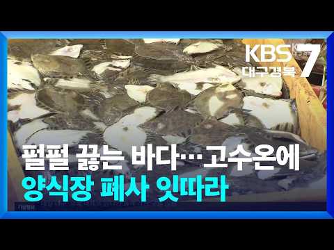 펄펄 끓는 바다에 양식어 폐사 잇따라…“바다에 방류하기로” / KBS  2026.08.06.