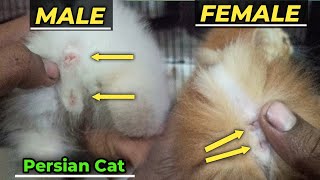 How to check cat male or female | How to know cat male or female by IG Pets belgaum 336 views 3 weeks ago 4 minutes, 58 seconds