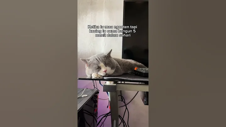 Video 9332761: britishshorthair kucing catlover, britishshorthair cat cute kucing, britishshorthair catlover cute funny