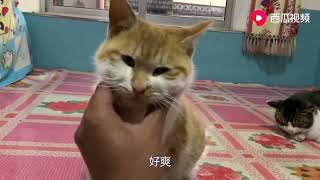 马上就要科二考试了，紧张的不行，只能求助喵主子了！#分享 #猫咪 #记录真实生活 by 烟台的苹果哥 105 views 8 days ago 4 minutes, 9 seconds