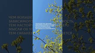 Как помочь зависимому? Ведь чем больше уговариваем бросить, тем сильнее сопротивляется. Читайте в тг