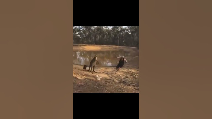 Viral Video: Kangaroo Kicks & Punches Man As He Attempts to Save His Dog, Video is Too Funny | Watch