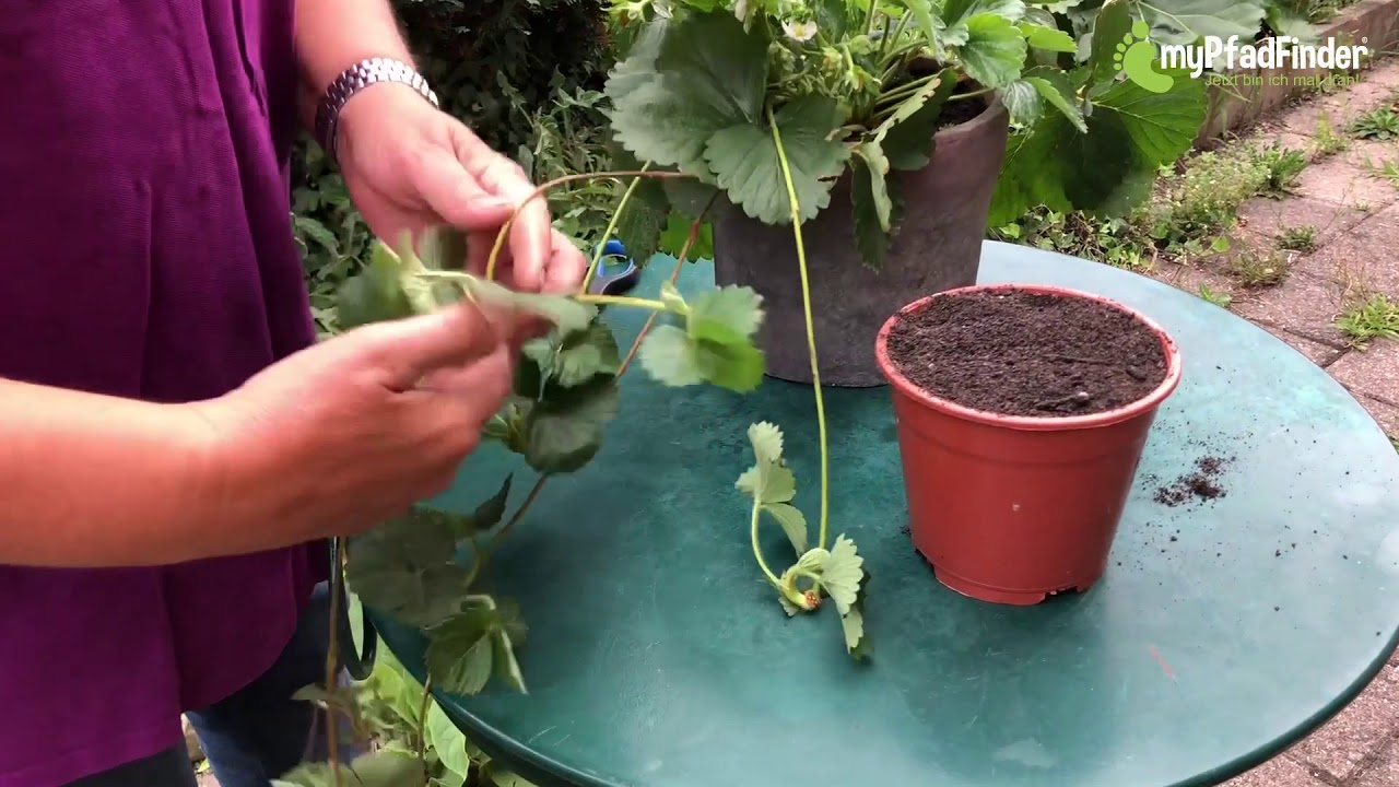 Gartentipp: Wie Sie Erdbeeren in fünf einfachen Schritten selber vermehren  – myPfadFinder