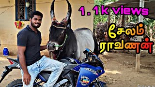 salem Ravanan//Kangeyam bull #jallikattu