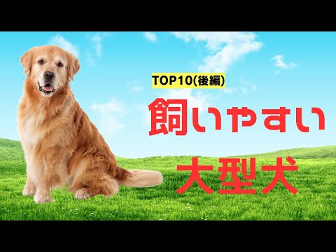 【大型犬初心者ガイド】飼いやすいトップ10犬種ランキング(後編)