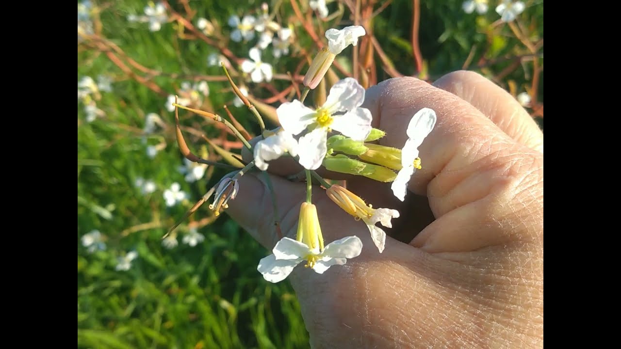 Você sabe o ciclo do Rabanete? Conhece suas sementes?