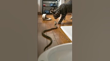 Shocking! Snake still wants to face to face. What will cat do?