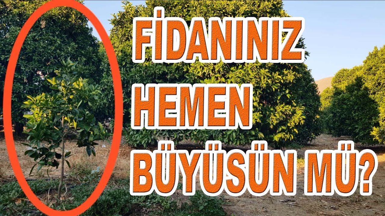 MEYVE FİDANLARINIZI HIZLI BÜYÜTMEK İÇİN BUNU YAPIN