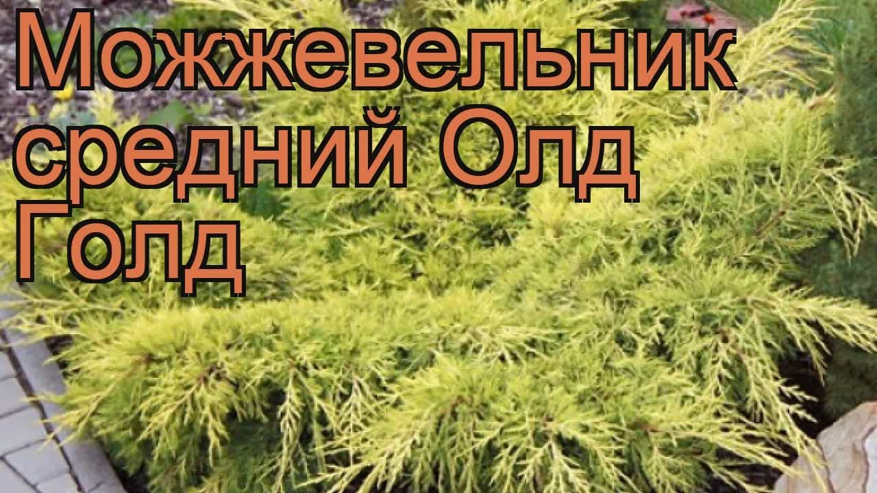 Можжевельник средний Олд Голд (old gold) 🌿 обзор: как сажать, саженцы можжевельника Олд Голд
