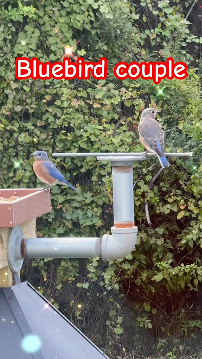 Eastern bluebird couple #birds #birdsofyoutube