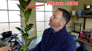 Rubber Plant Care Guide - Ficus Elastica Robusta | Houseplant Tips