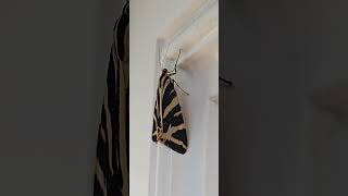 Moth 💝          #mylife #cotdeath #nature #moth #insects #raynespark 💝