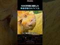 5000万年前に誕生した草食恐竜のサバイバル #映画紹介