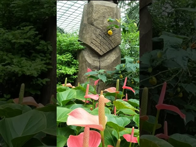 Gardens By The Bay in Singapore - Flower Dome Pt 1 #relax class=