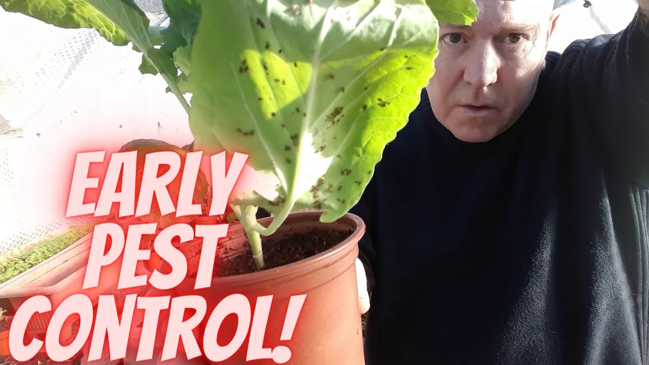 Early Season Pest Control [Gardening Allotment UK] [Grow Vegetables At Home ]