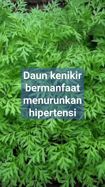 Manfaat daun kenikir menurunkan hipertensi | simak selengkapnya di @PopyLandy