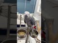 Daily life of pet parrots Amazon parrots Cake parrots Golden-headed Cake parrots Amazonyellow-necked